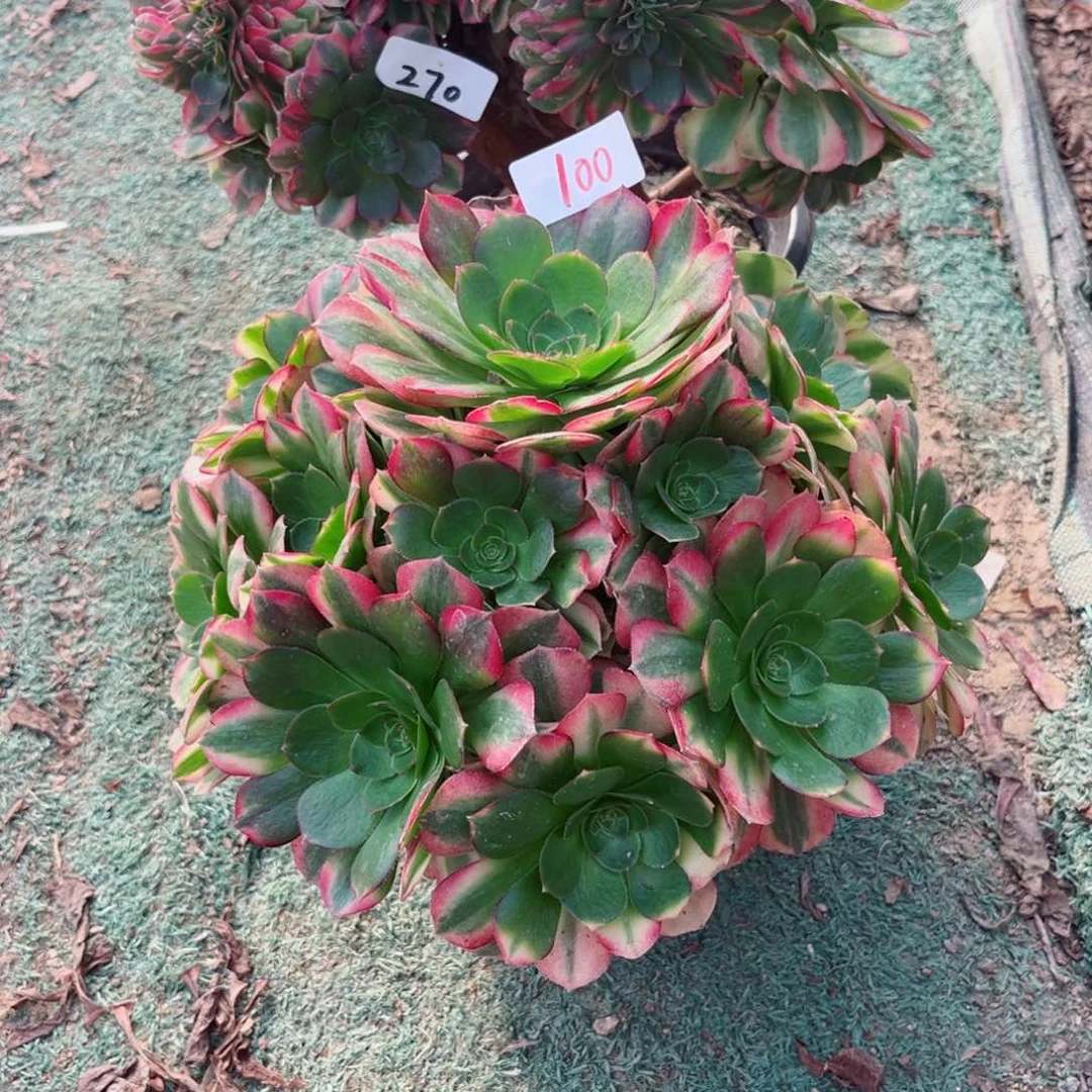 100雨荷法师多肉植物