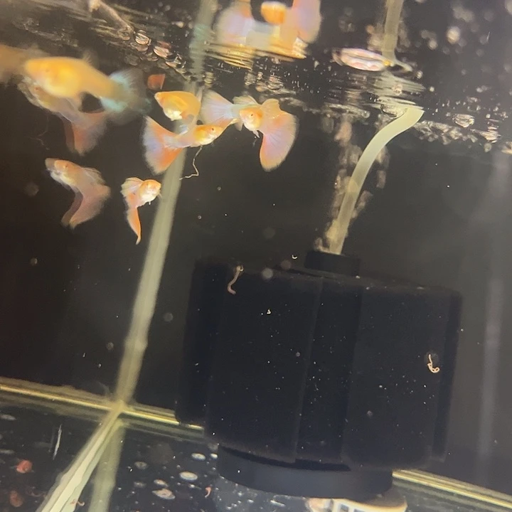 孔雀鱼天使彩虹2对