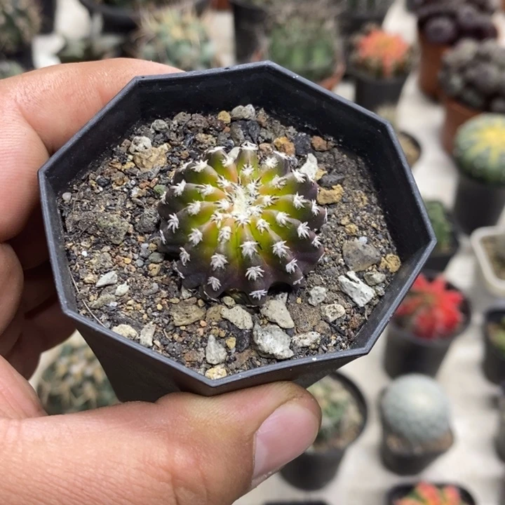 我***了实生猫爪奇特球特价