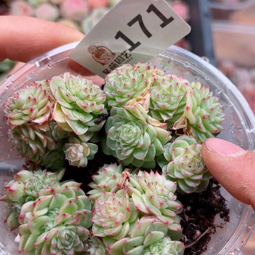 多肉植物多肉植物