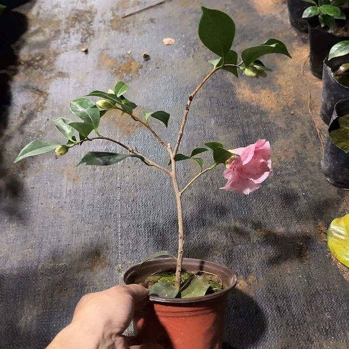 大部分花苞少量开放，飞天