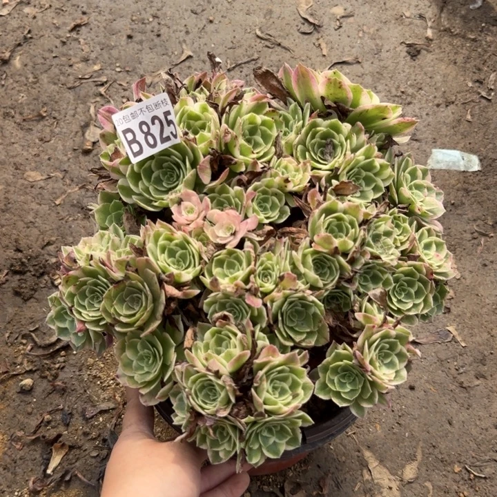 海王……多肉植物……
