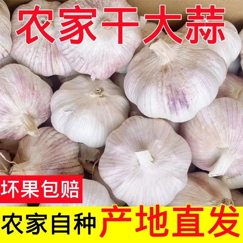 2025年正宗紫白皮新干大蒜头辛辣提香可吃可种应季蔬菜包邮