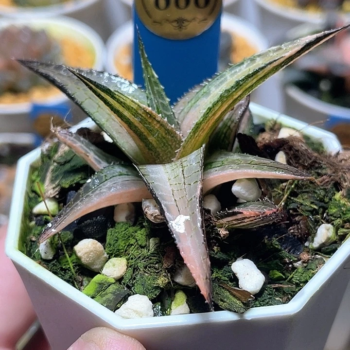 888硬叶龙鳞锦特选福利