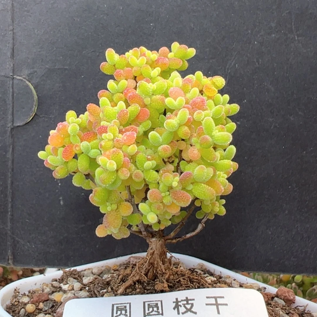 【闪购商品】dy6343精控蜜橘糖球冠幅4cm