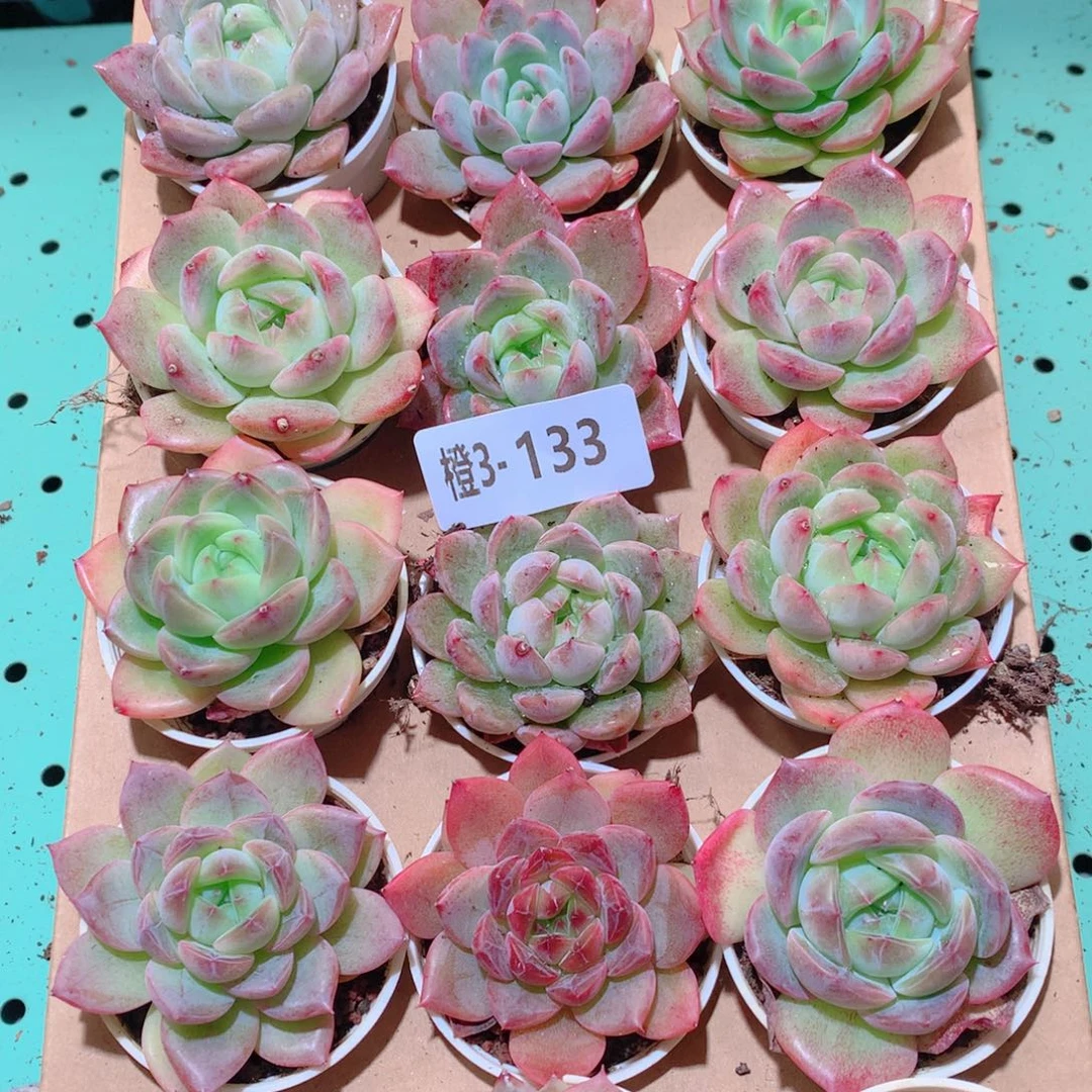 3-133一物一拍多肉带盆18颗