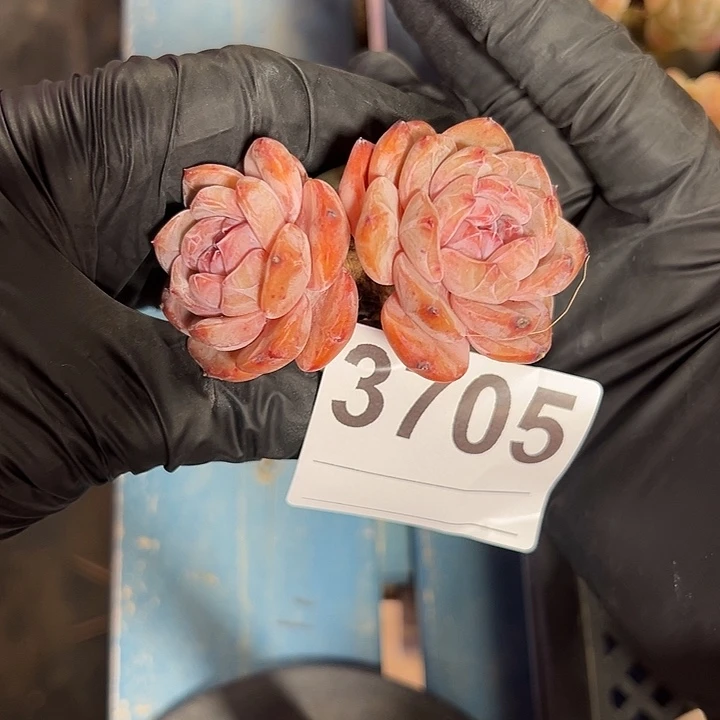 续***来3705，双头星影带盆发的