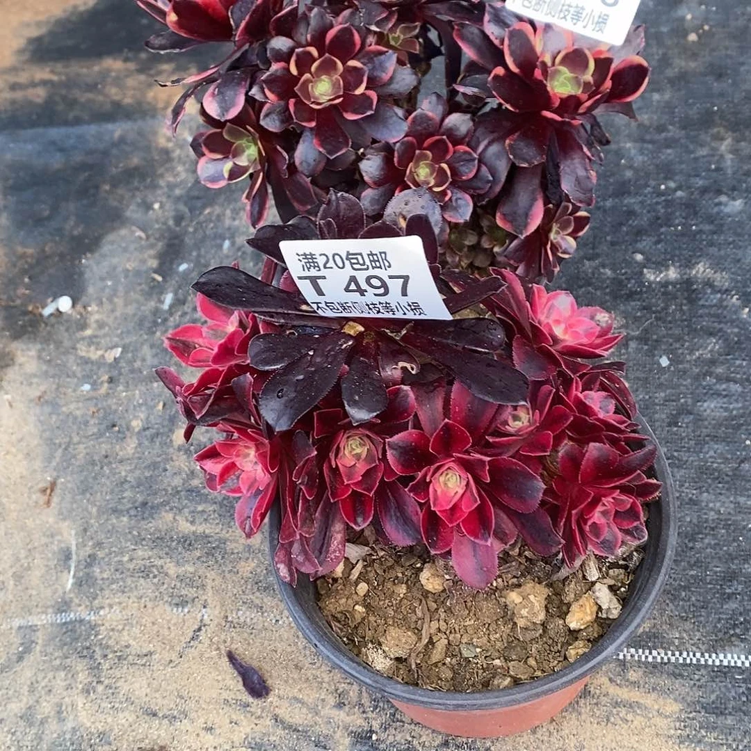 497498欧佳丽美杜莎有砍朵朵