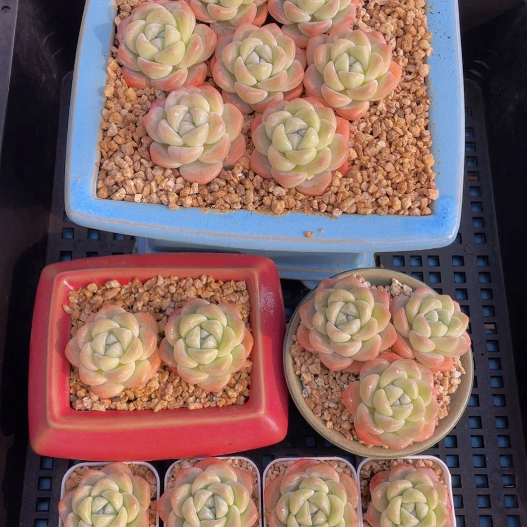 量拍37号奶油胖冰玉单头七个z带小白方