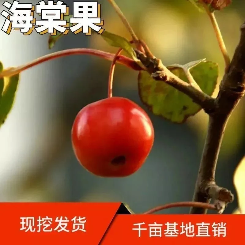 海棠果树海棠树南北方庭院地栽种植盆栽盆景蜜饯当年结果沙果树苗