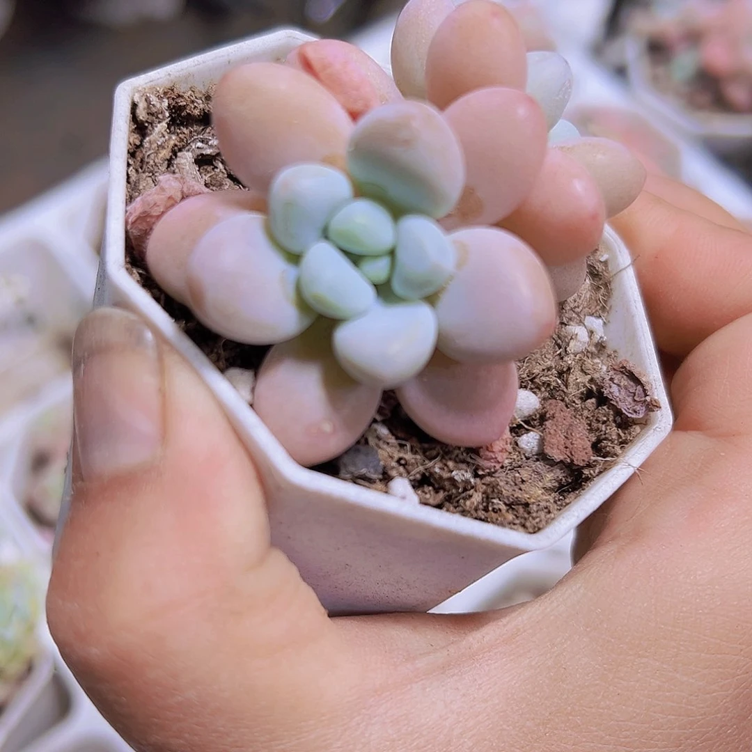 洛神带盆带土19包邮