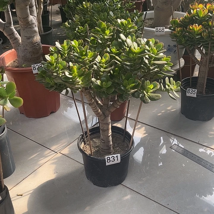 姬红花月独杆老桩