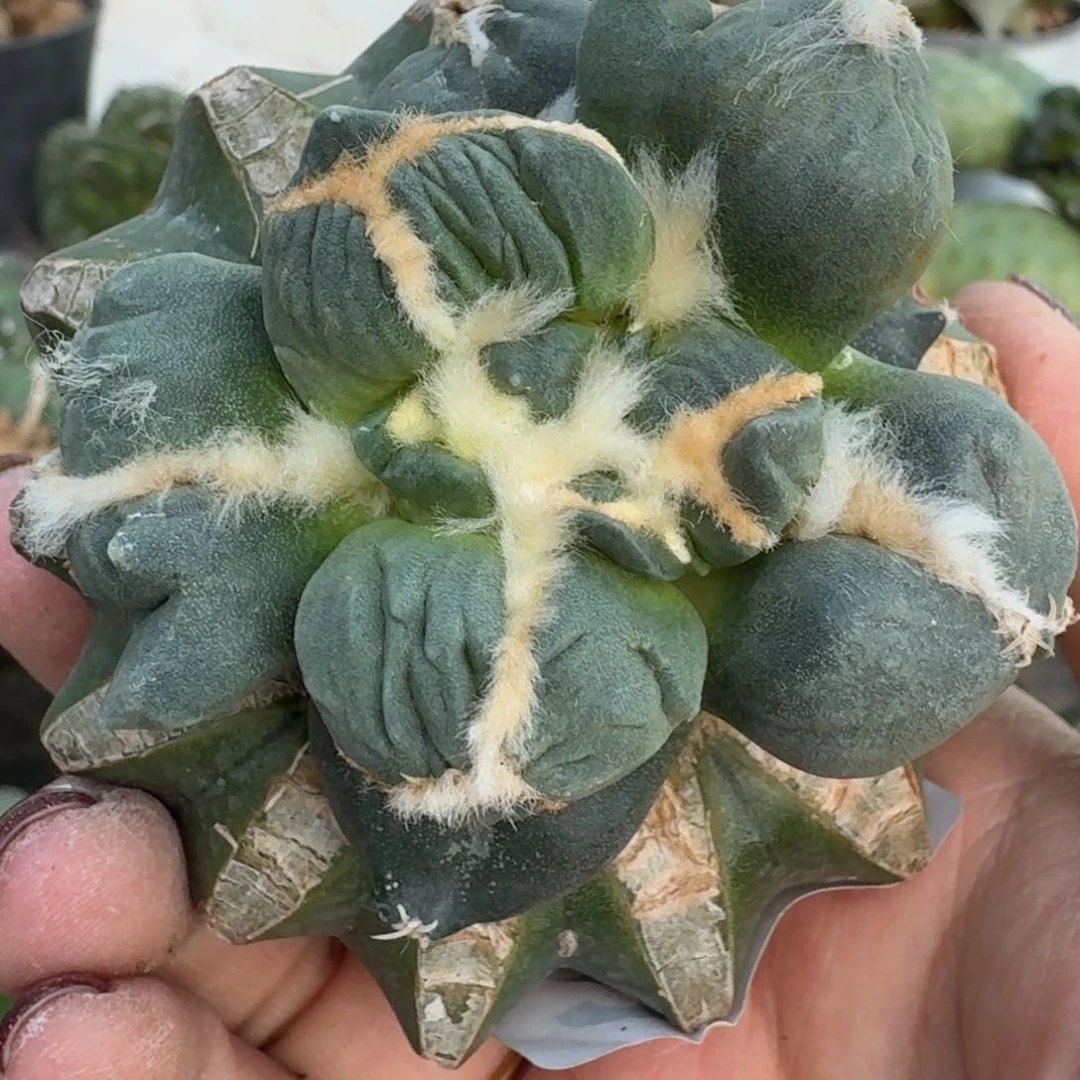 【闪购商品】无花朵连瓷蛋怒242