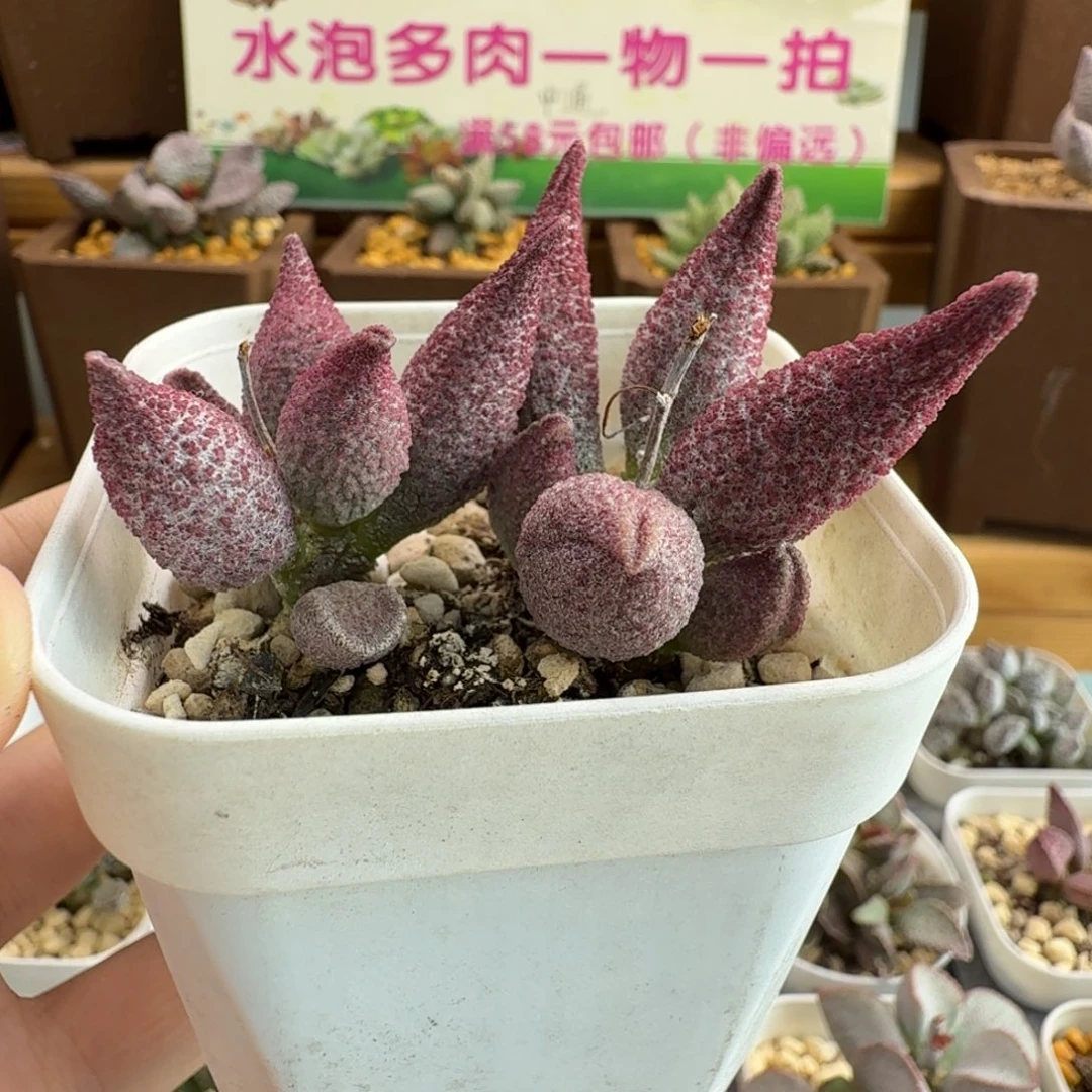 丽***1哈默纯红水泡多肉