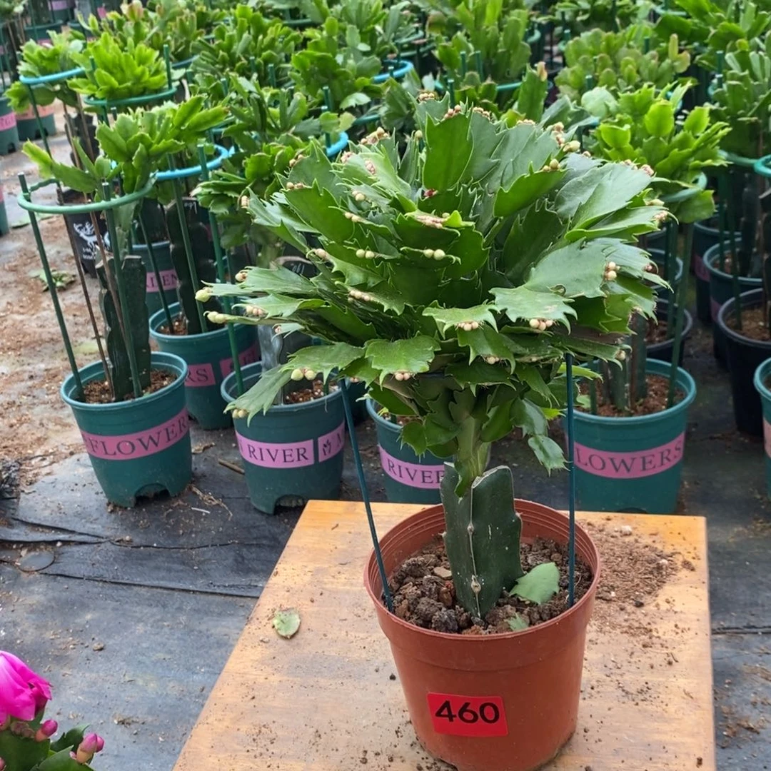 猪***侠完全开放460白玛丽