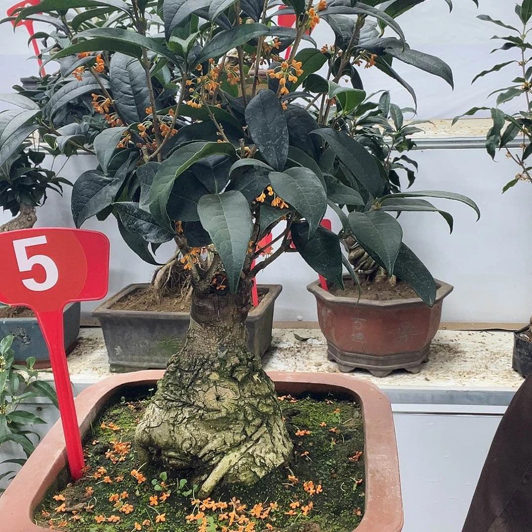 涂***装大部分花苞少量开放