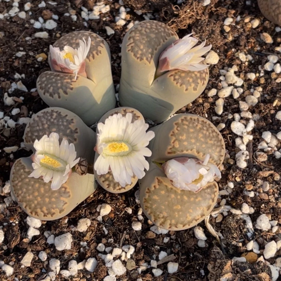 非偏远满20包邮277