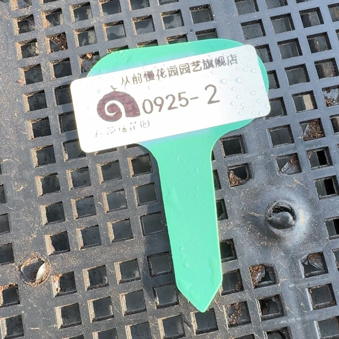 从前慢多肉精选编号0925..2