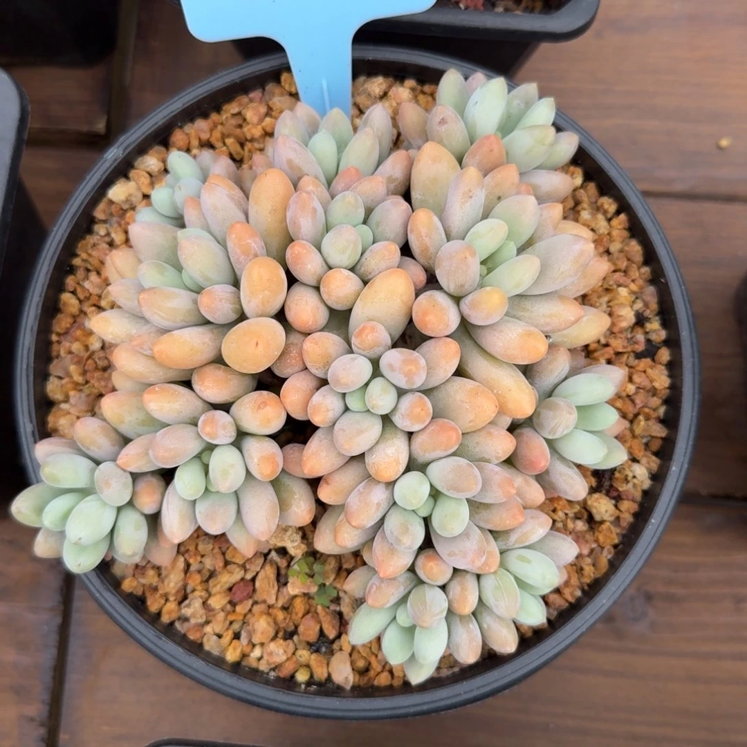 特价粉色恋人1111111111111