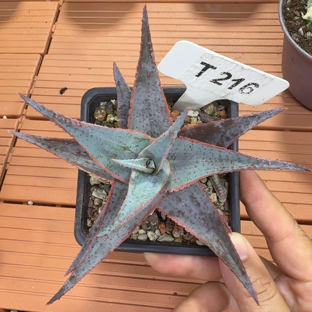 福利蓝精灵芦荟14厘米脱土发货