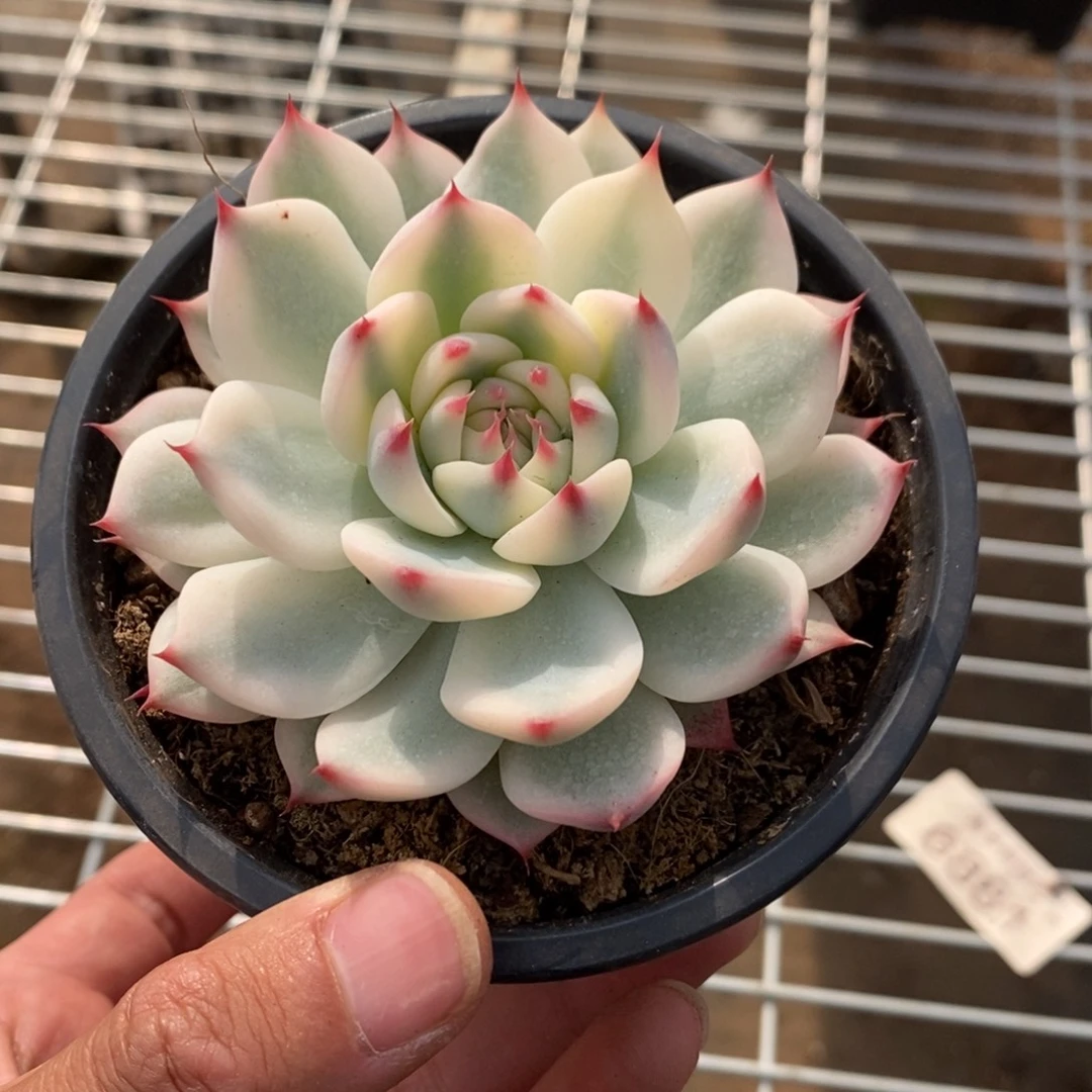 吉娃娃锦多肉植物8689