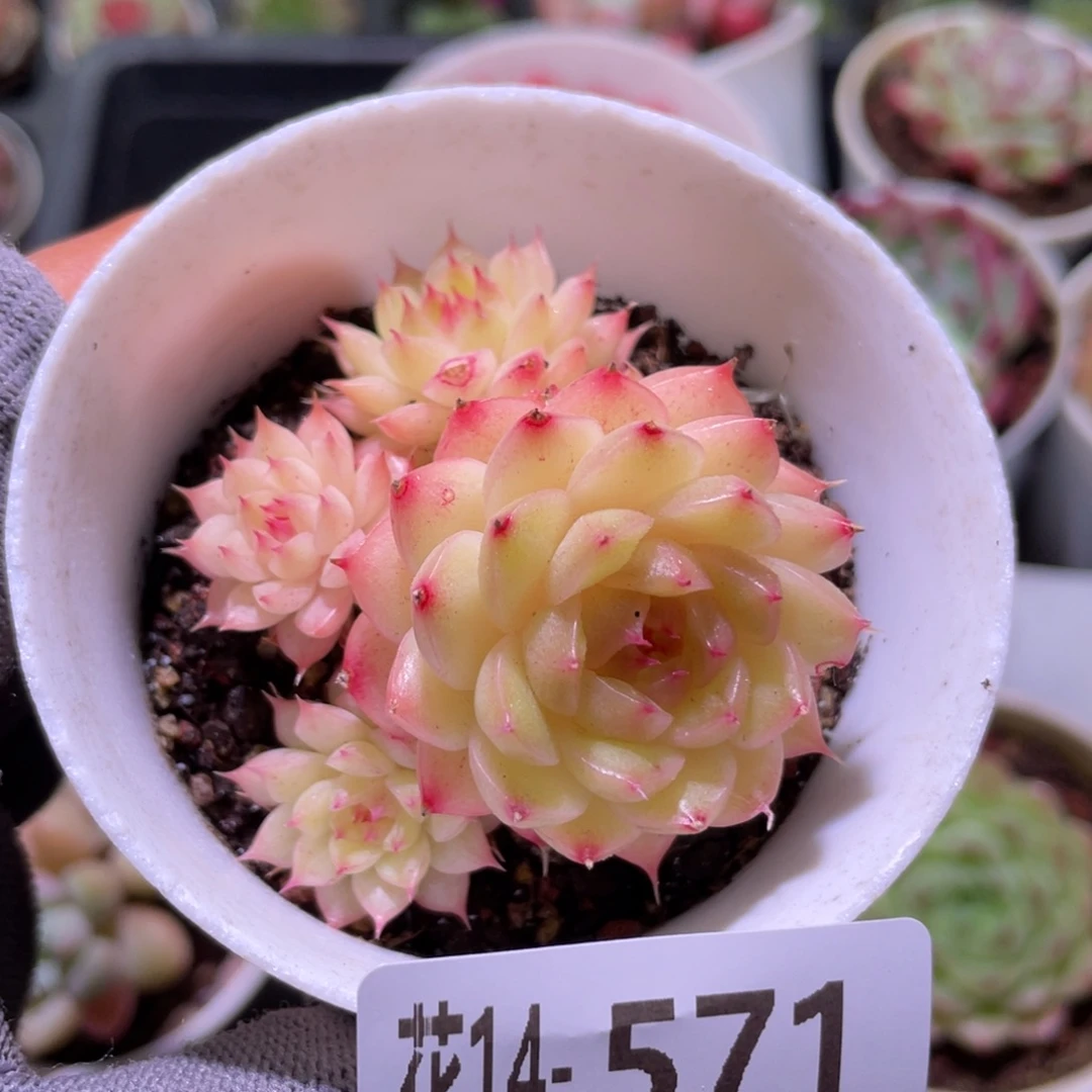 花利美14-571海王