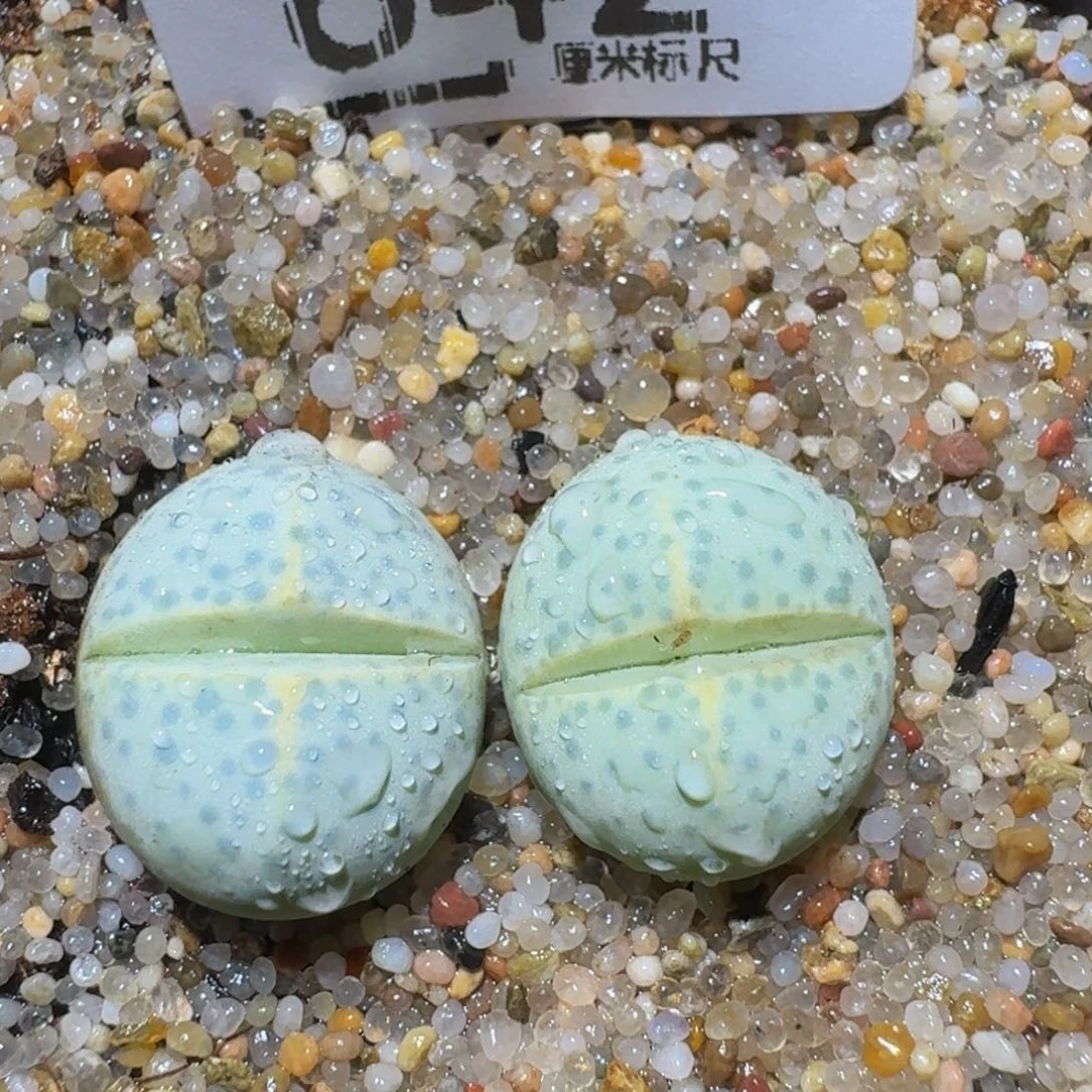 zzzzz精品生石花642