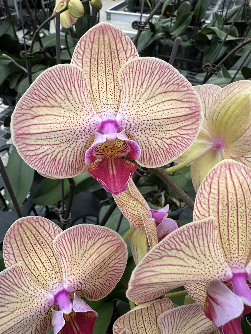 兰屿 LYSLAND【金丝缘 3.0寸】蝴蝶兰鲜花盆栽