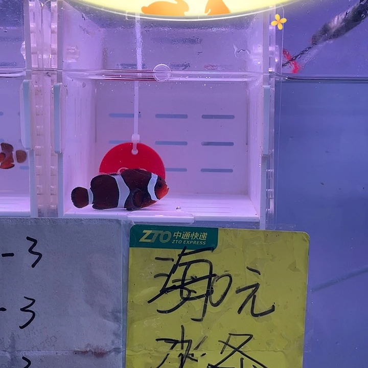 海水鱼精品奥黑小丑一对