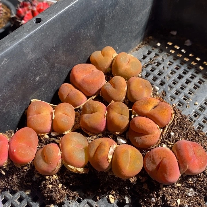 26396双头水蜜桃一个