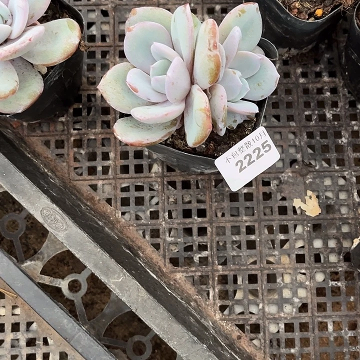 阿雅园艺。        2225奶茶