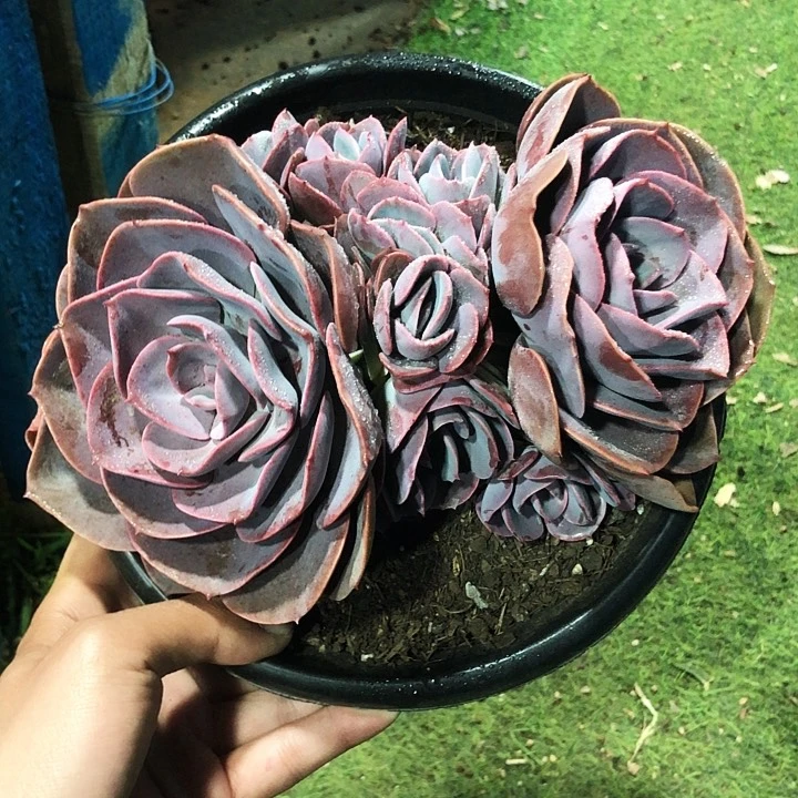 尘埃玫瑰大群多肉植物