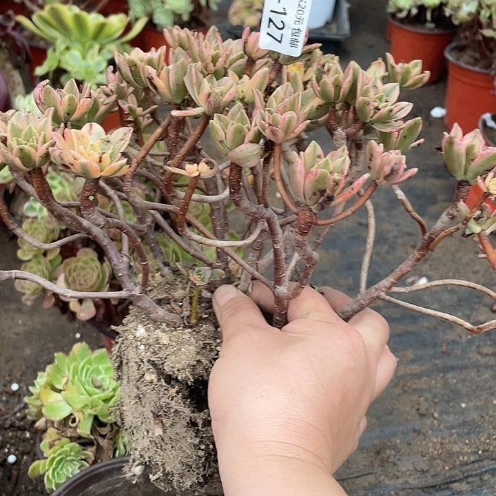 127甜茶多肉植物法师