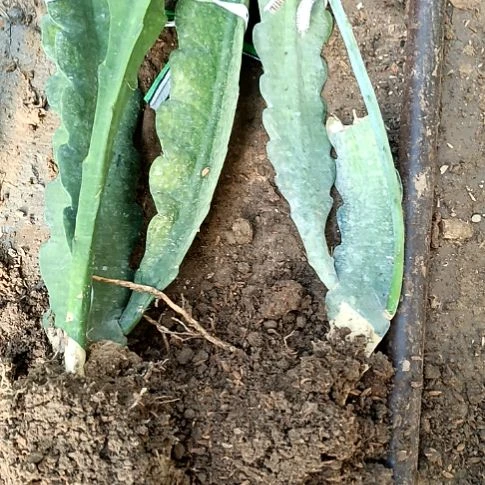 清***0完全开放令箭何花21了，219一1