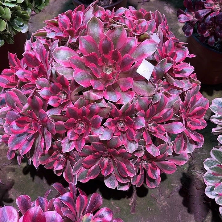 多肉植物女妖00800