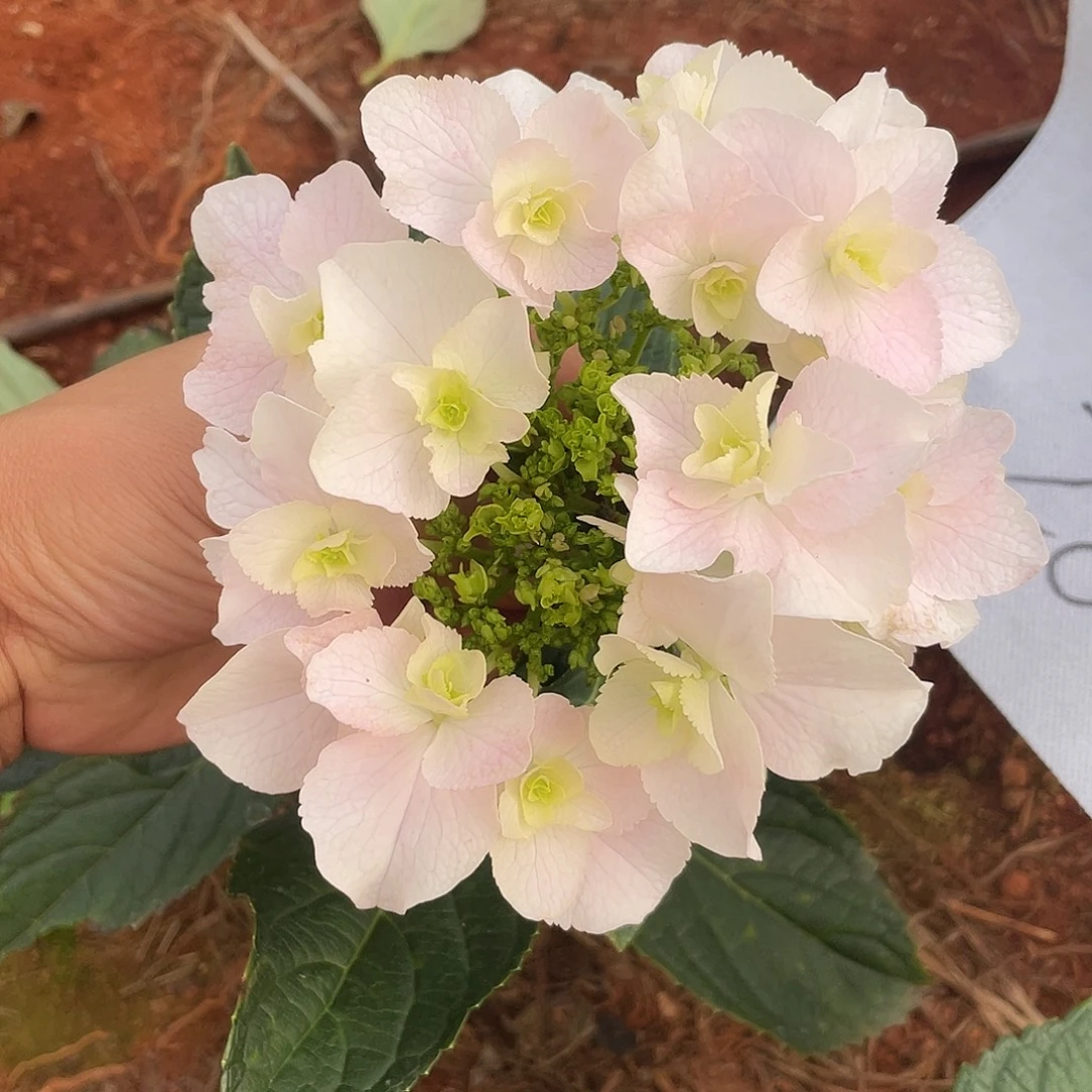 绣球切花一物一拍3枝起包邮，28