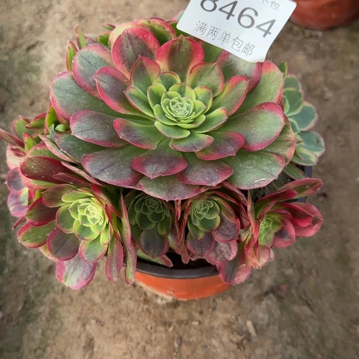 8464奶白多肉植物