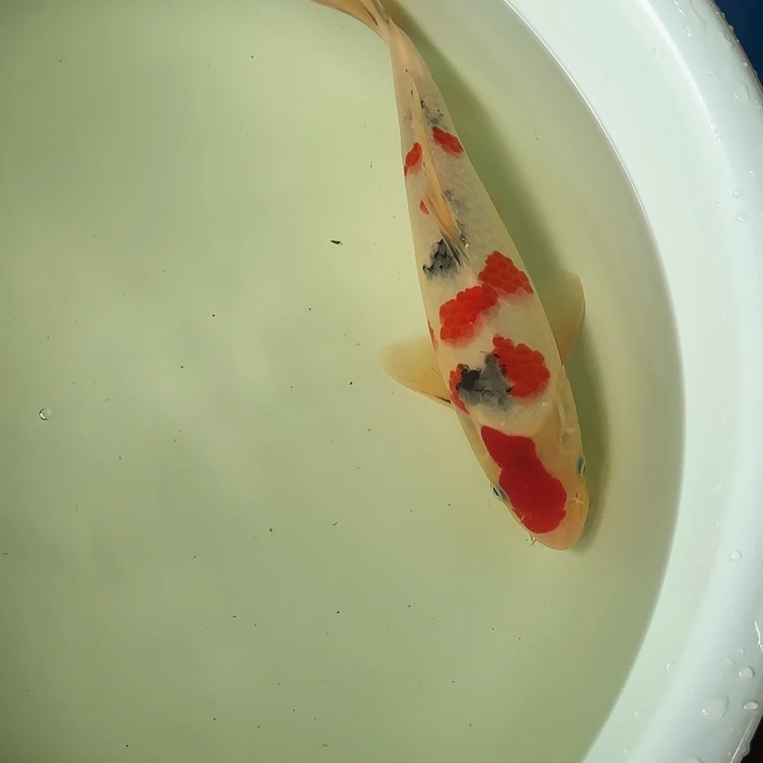 渔悦锦鲤四选大正一尾