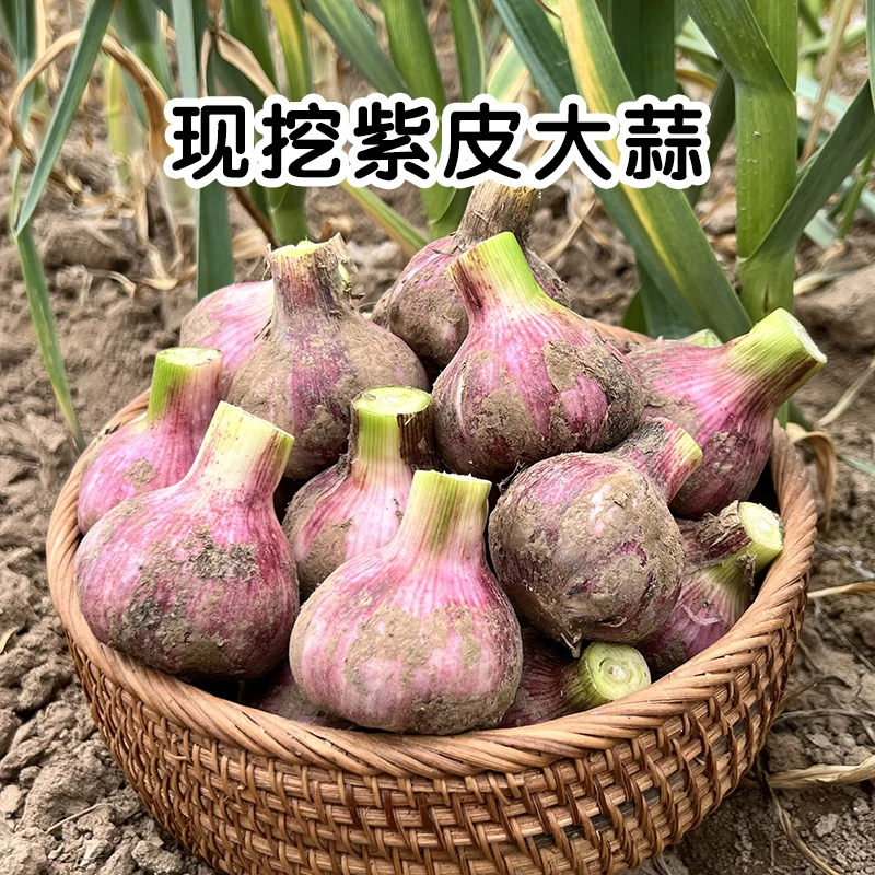 2025年地头现挖新鲜紫皮大蒜 手选精品果 可腌制 3斤/5斤 包邮