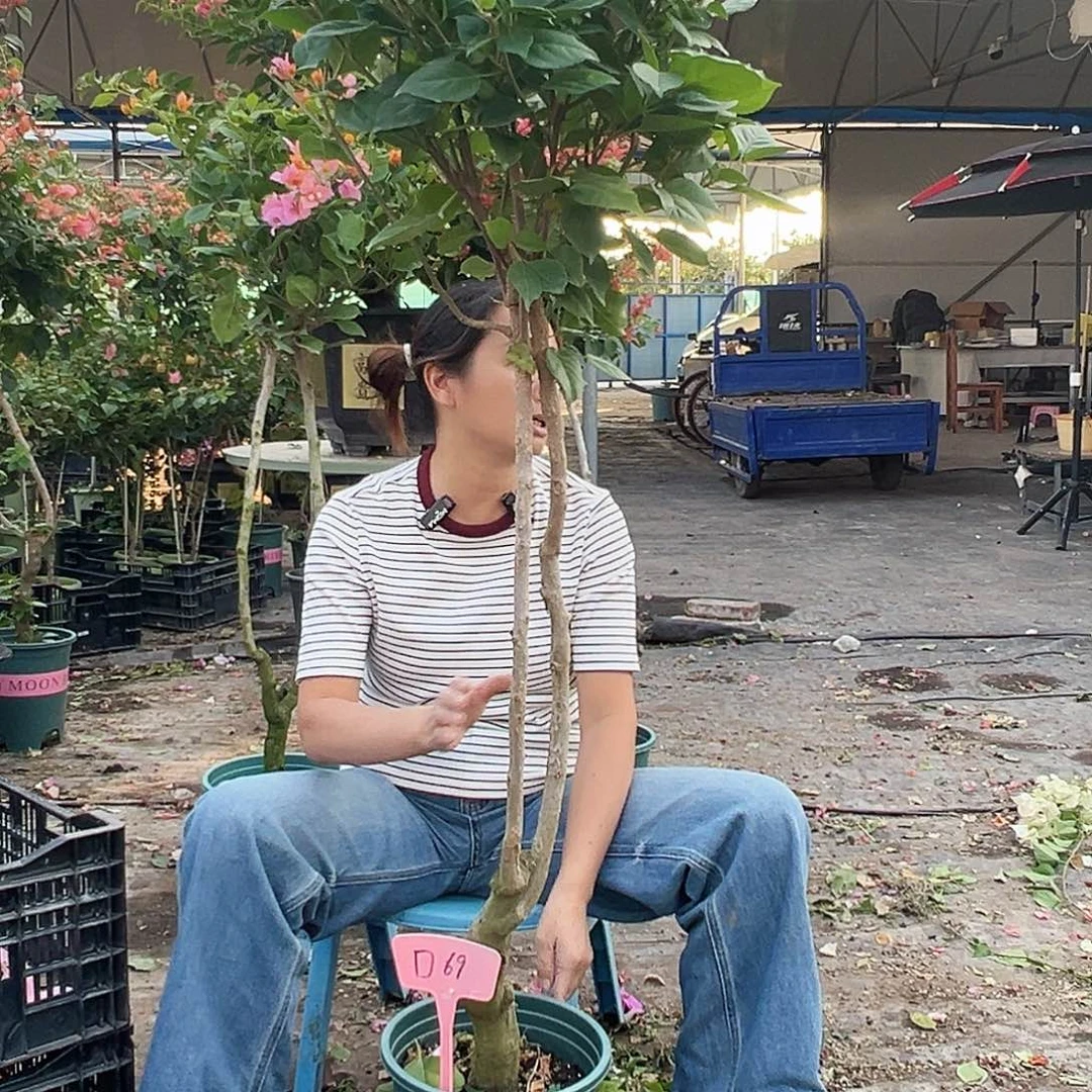 张***军大部分花苞少量开放D69变色龙