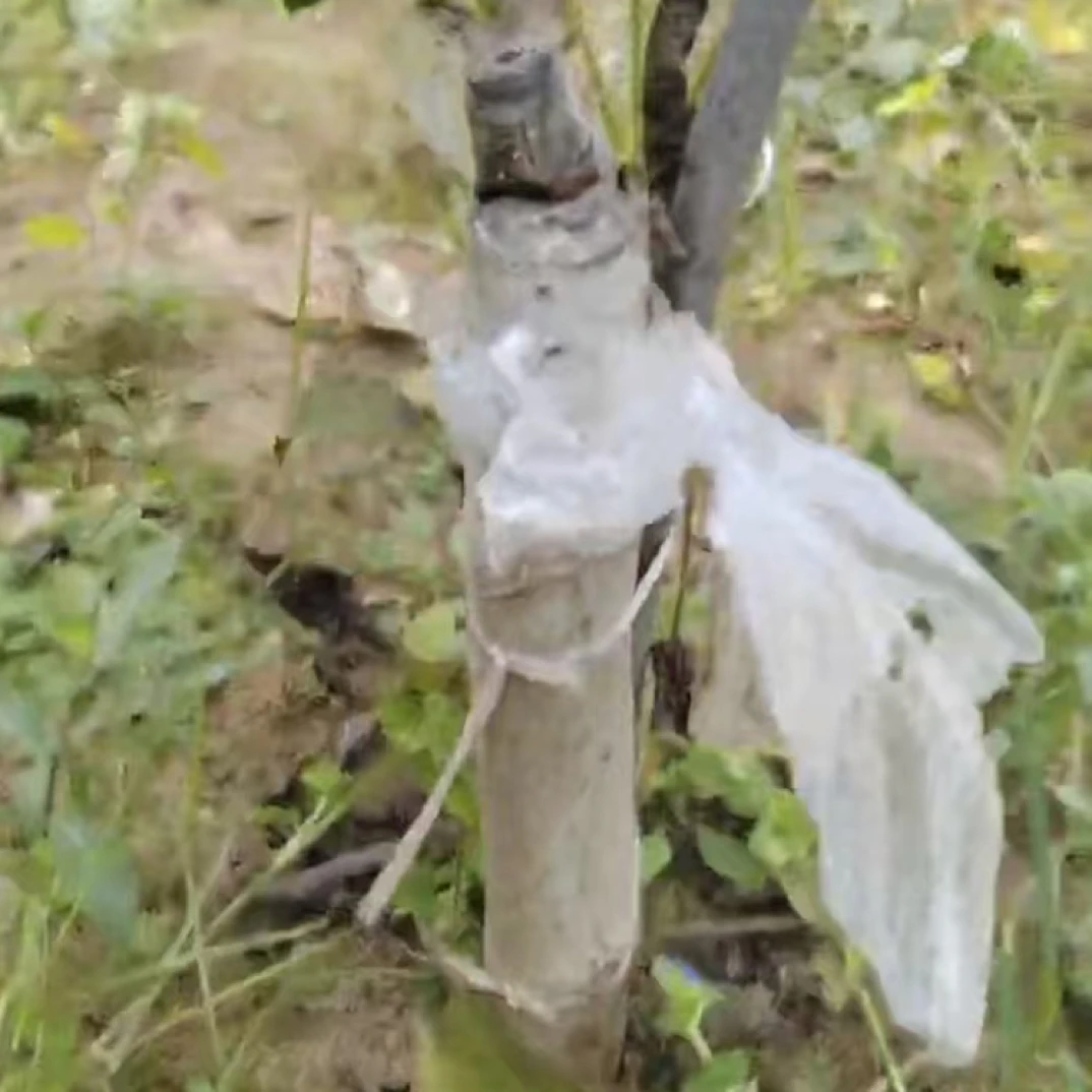 文玩核桃绿植树苗