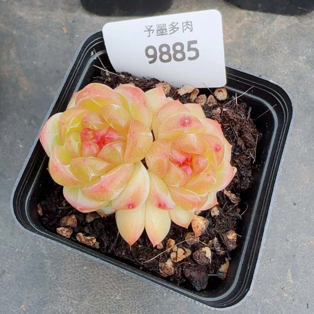 拿铁奶沫，9885多肉植物