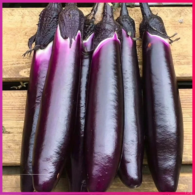 新鲜紫茄子农家露天种植紫皮茄子牛角茄子烧烤农产品茄子蔬菜包邮