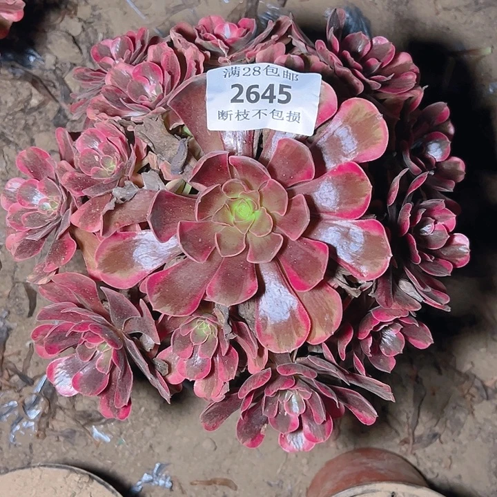 2645爱神多肉植物保护
