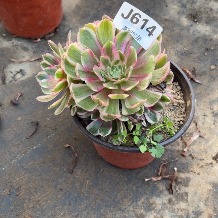 瑞妈多肉园艺614-