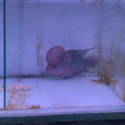 海水鱼鸿运罗汉一条微瑕