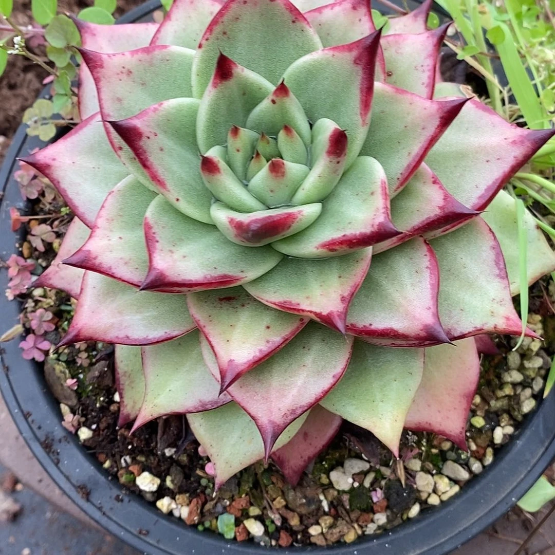 多肉植物单头血乌木