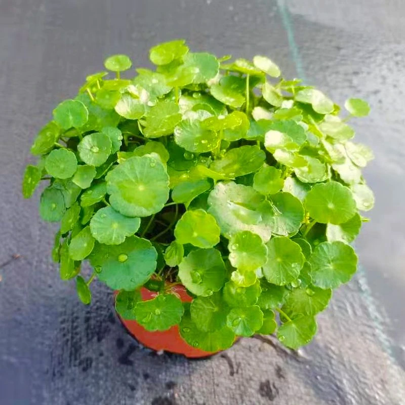 铜钱草水培植物室内办公室桌面盆栽四季常青净化空气
