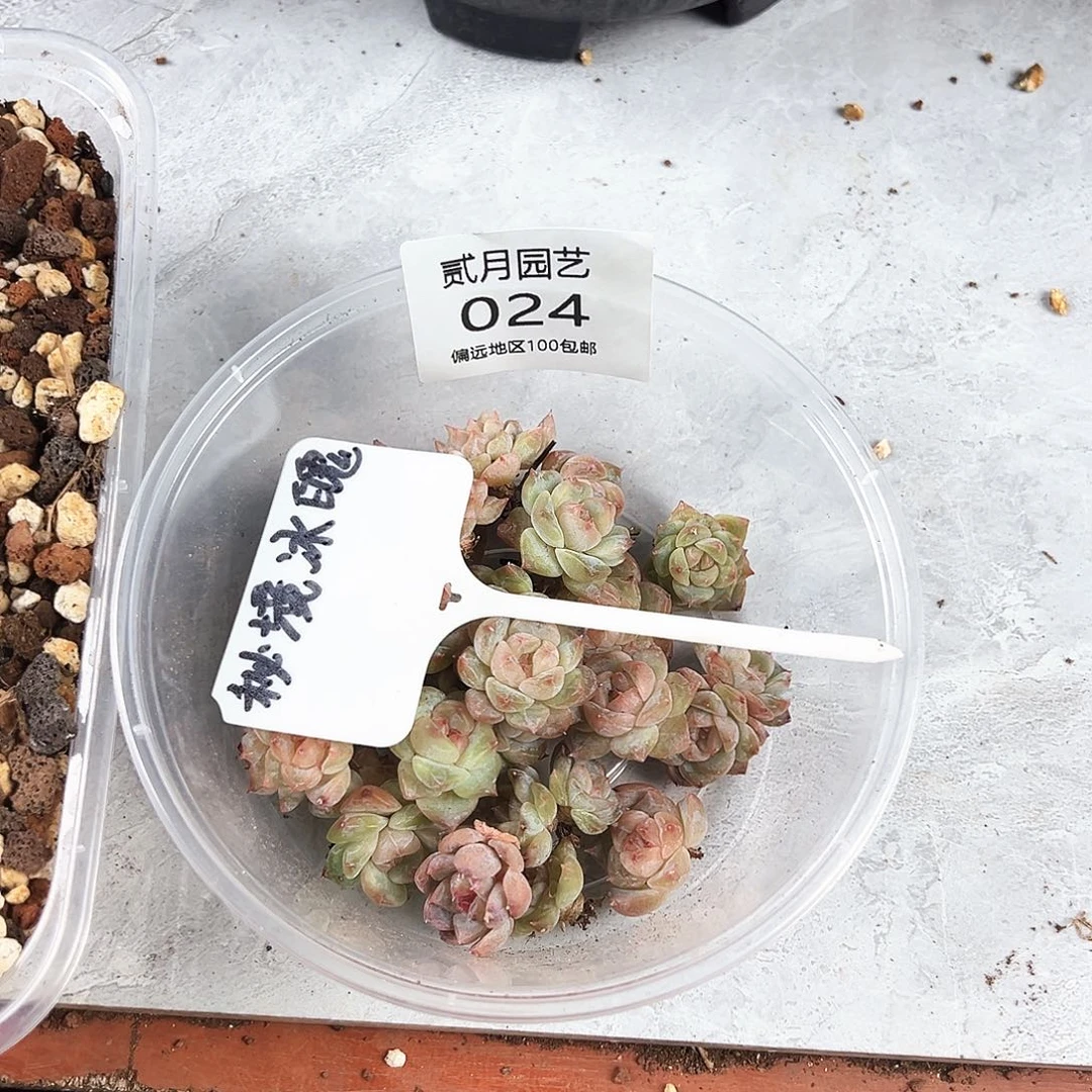 一*?贰月园艺一物一拍024