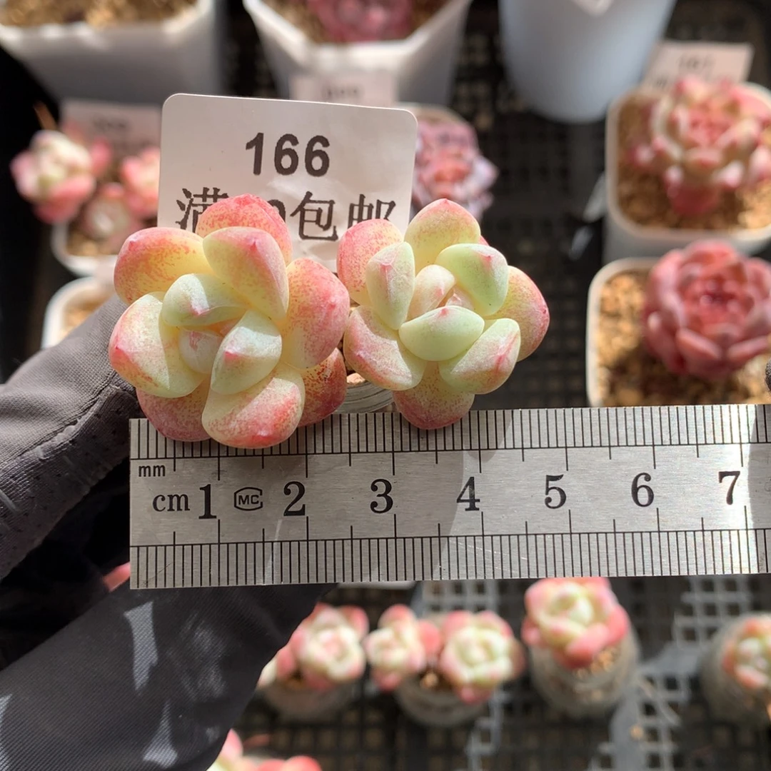 166。小腿玻璃瓶冰玉双头。